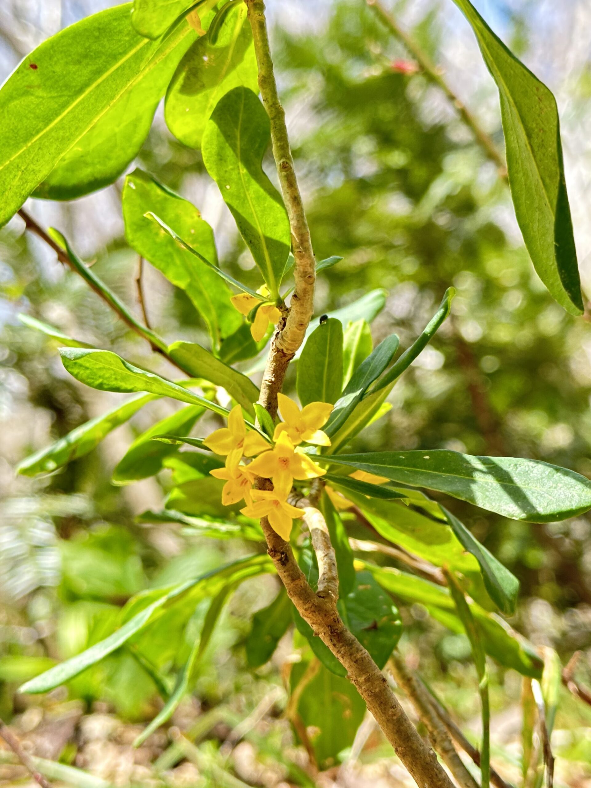 09c6994b4ecac7d8b381684545d4928b scaled - 花の佐渡　本島では見られない高山植物の宝庫！