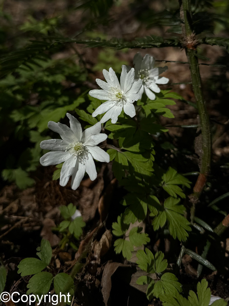 1da599d18b52b0bf3cc1a9e8fb43ec82 - 花の佐渡　本島では見られない高山植物の宝庫！