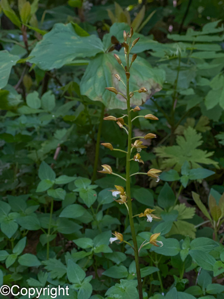 2c517c89fe85c0493f29f41395af274e - 花の佐渡　本島では見られない高山植物の宝庫！