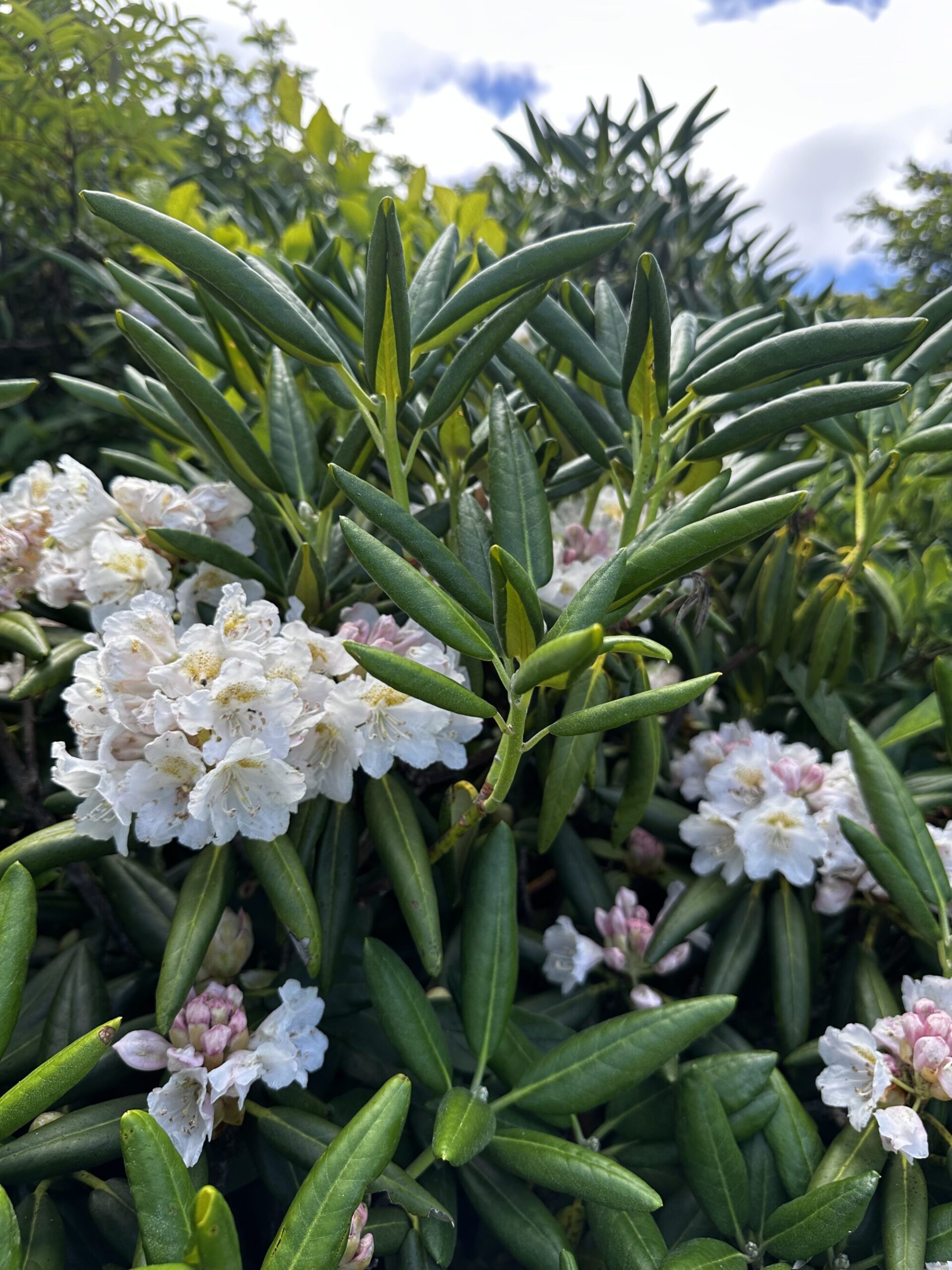 421f6742924c290ebb6ea72cd5003649 scaled - 花の佐渡　本島では見られない高山植物の宝庫！
