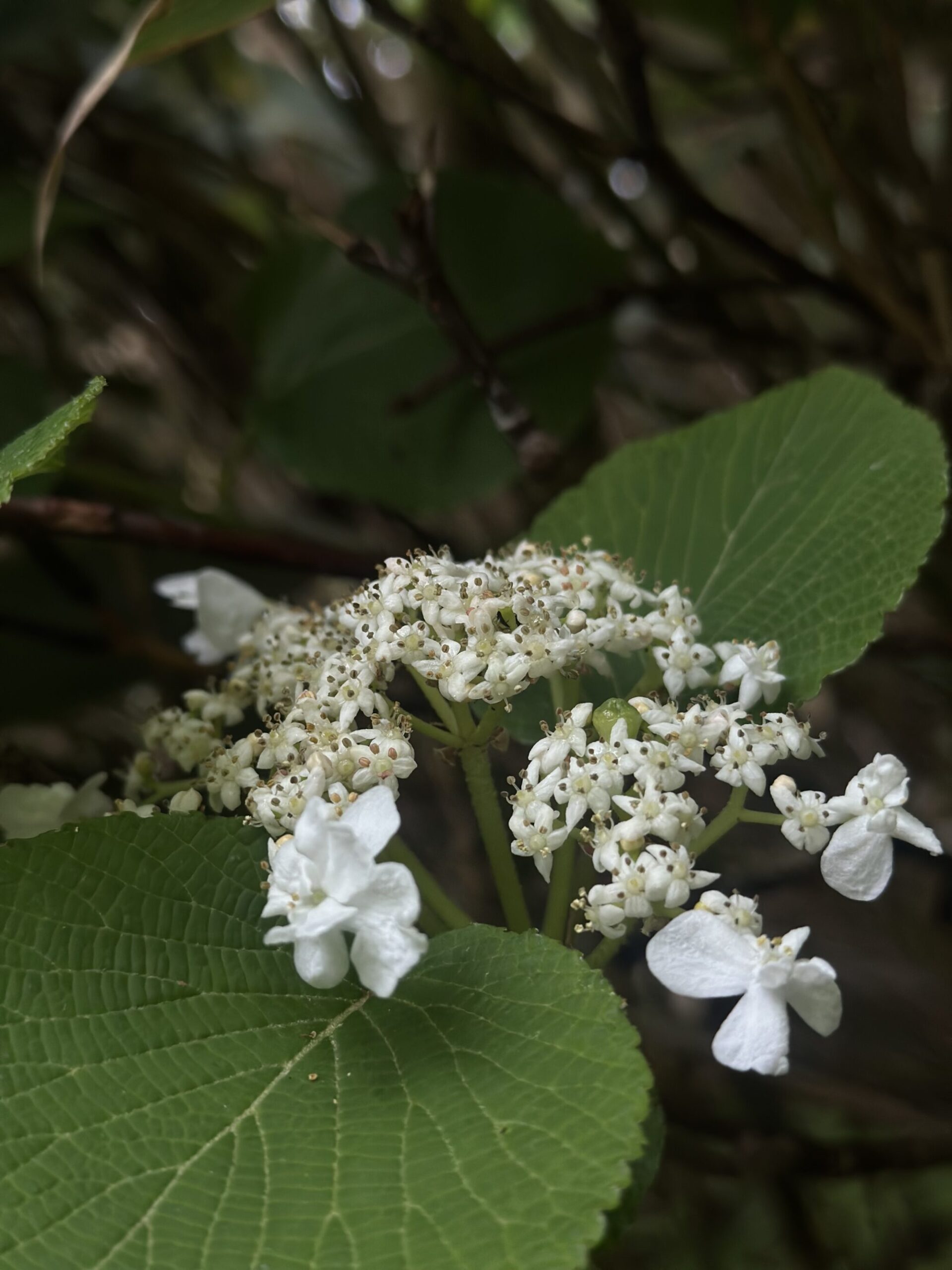 53c687bdadb7915eb6ecc513d1b14ee4 scaled - 花の佐渡　本島では見られない高山植物の宝庫！