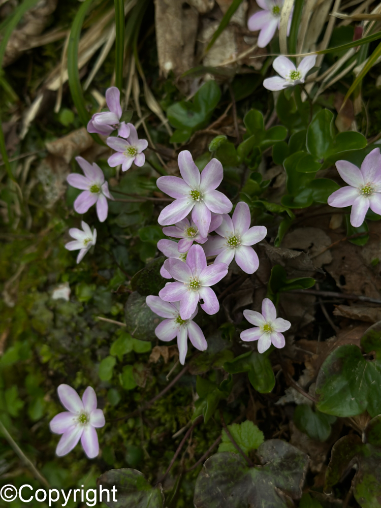 83d2b1211bb042c7231dc2023b856afa - 花の佐渡　本島では見られない高山植物の宝庫！