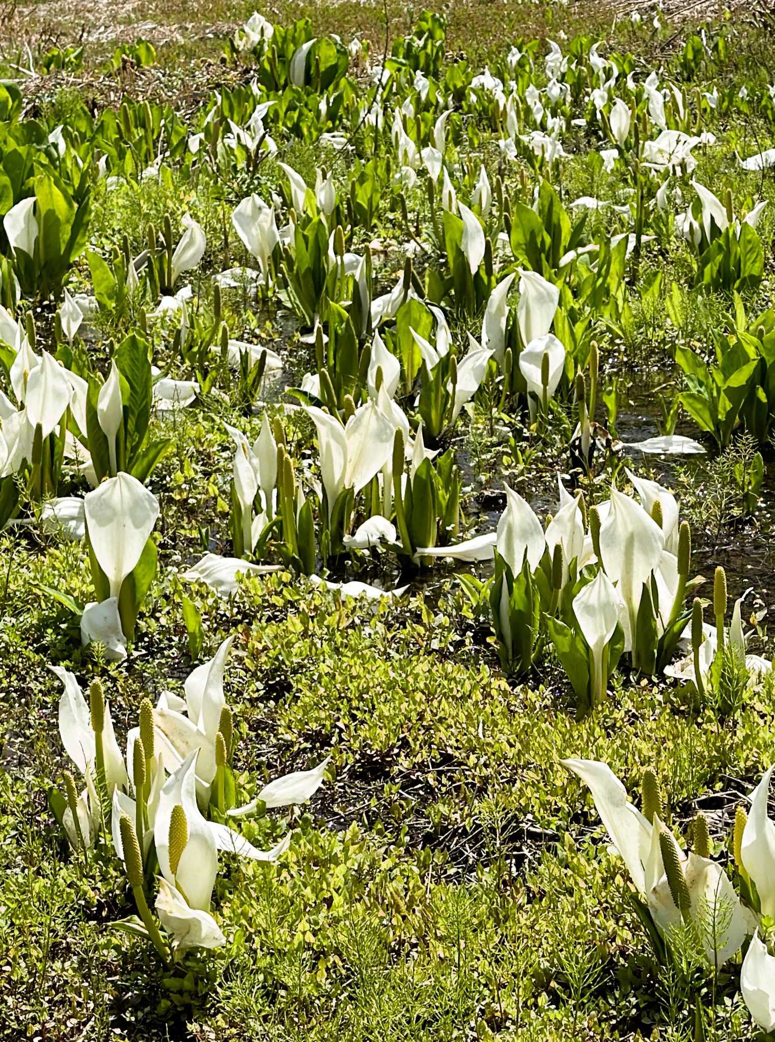 IMG 5747 - 花の佐渡　本島では見られない高山植物の宝庫！