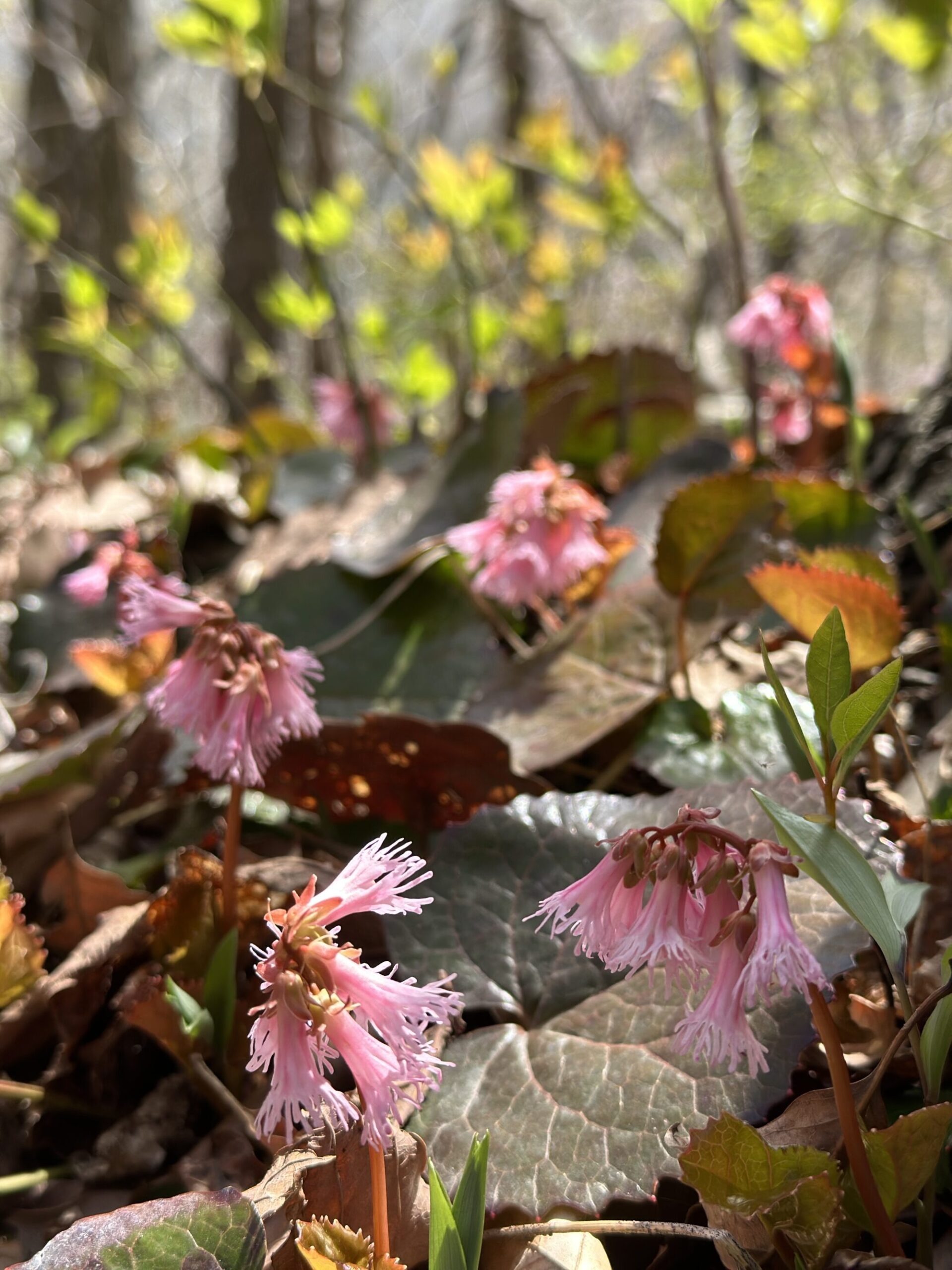 IMG 5842 scaled - 花の佐渡　本島では見られない高山植物の宝庫！