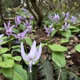 佐渡の高山植物ハイキング アオネバ登山道、栗ヶ沢登山道