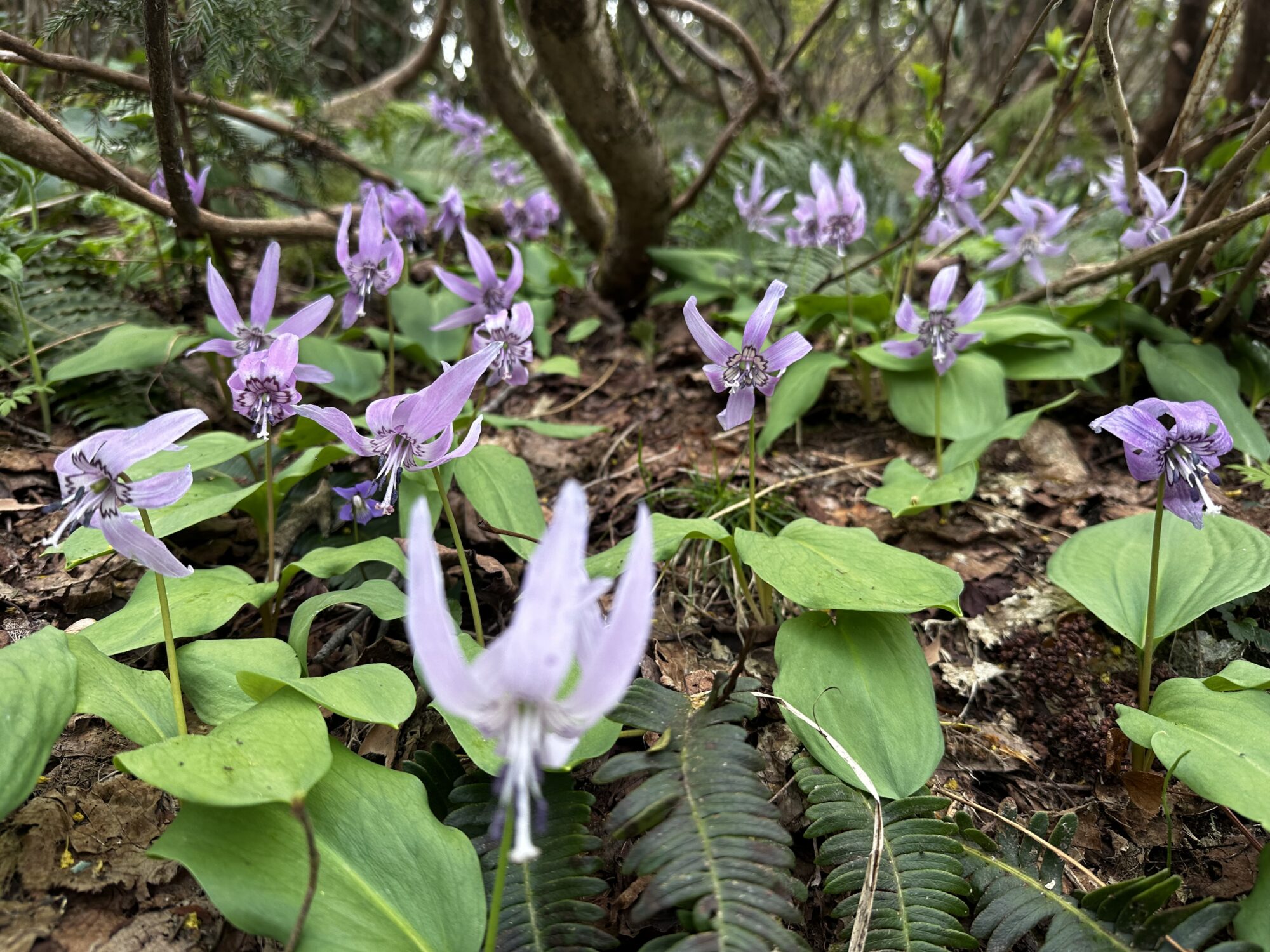 IMG 7391 - 花の佐渡　本島では見られない高山植物の宝庫！
