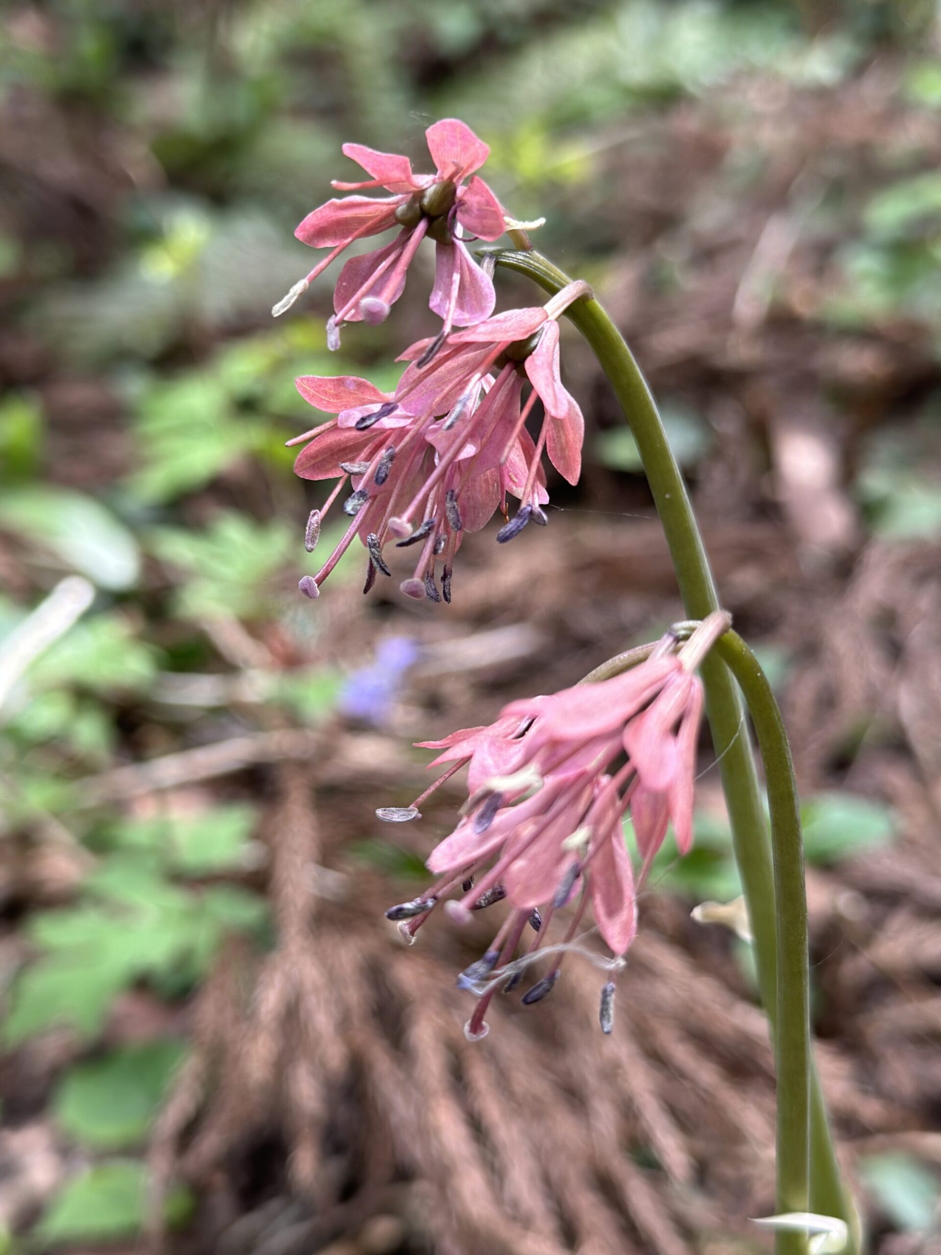 IMG 7393 scaled - 花の佐渡　本島では見られない高山植物の宝庫！