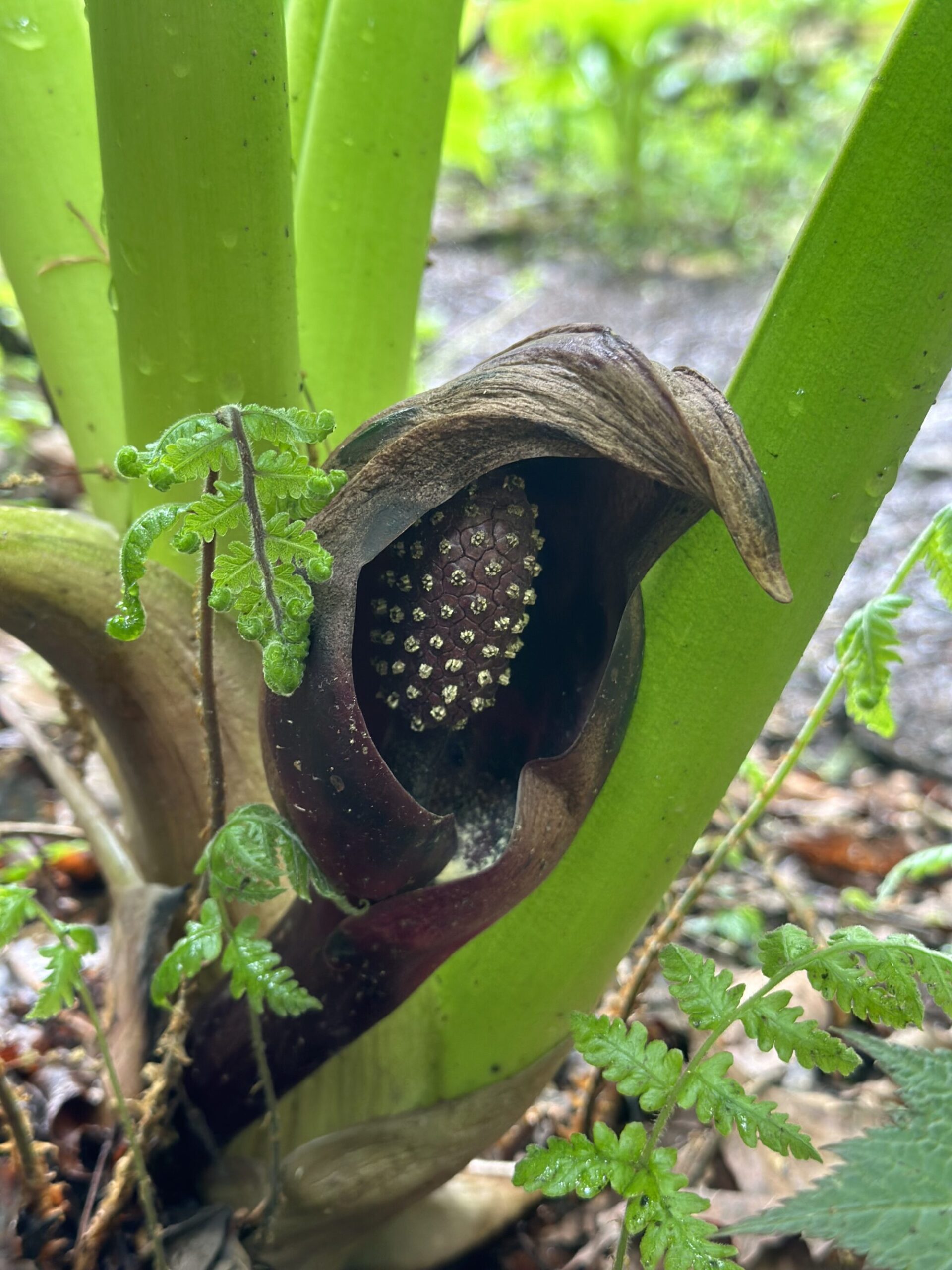 IMG 7566 scaled - 花の佐渡　本島では見られない高山植物の宝庫！