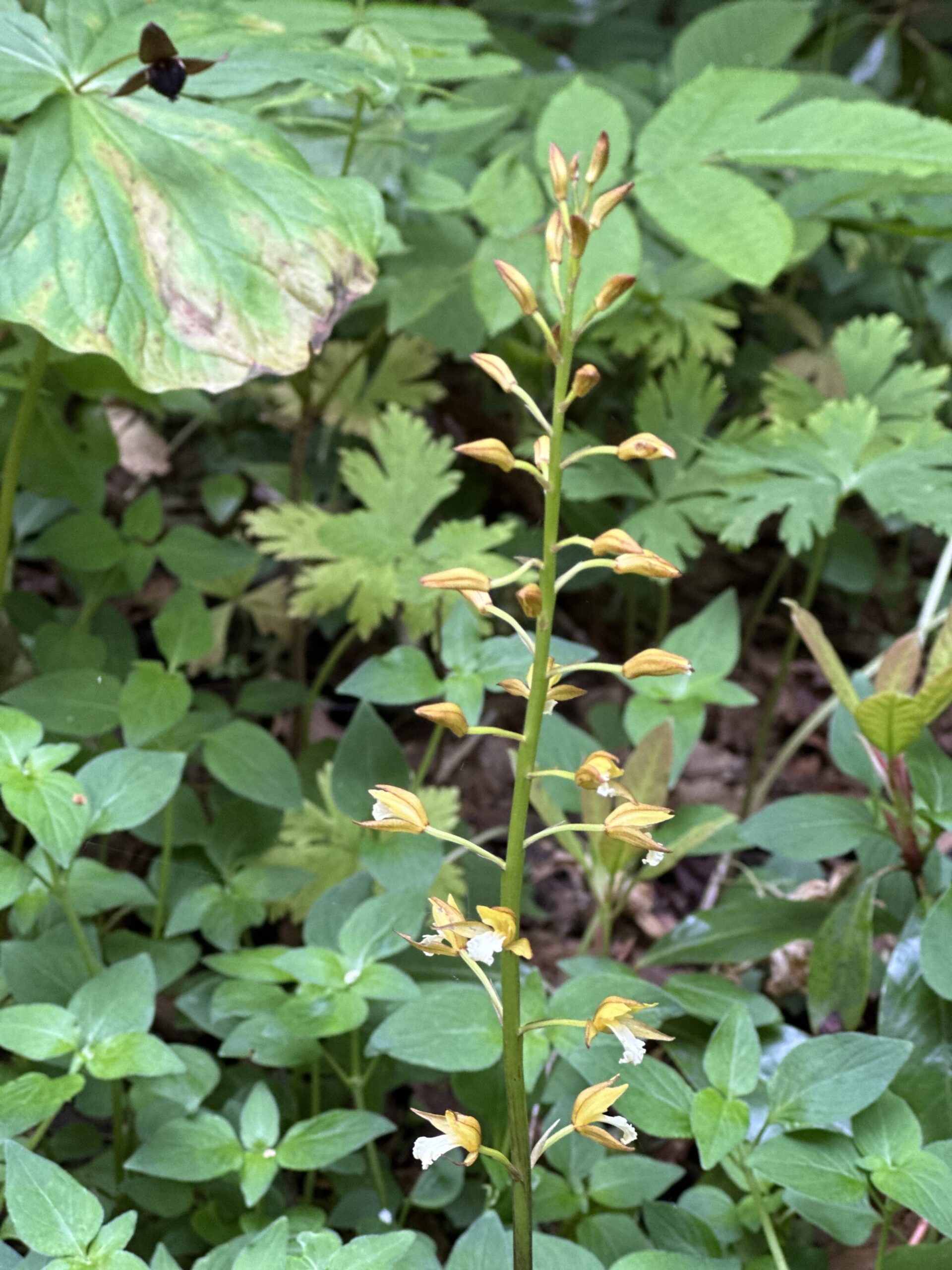 IMG 8122 scaled - 花の佐渡　本島では見られない高山植物の宝庫！