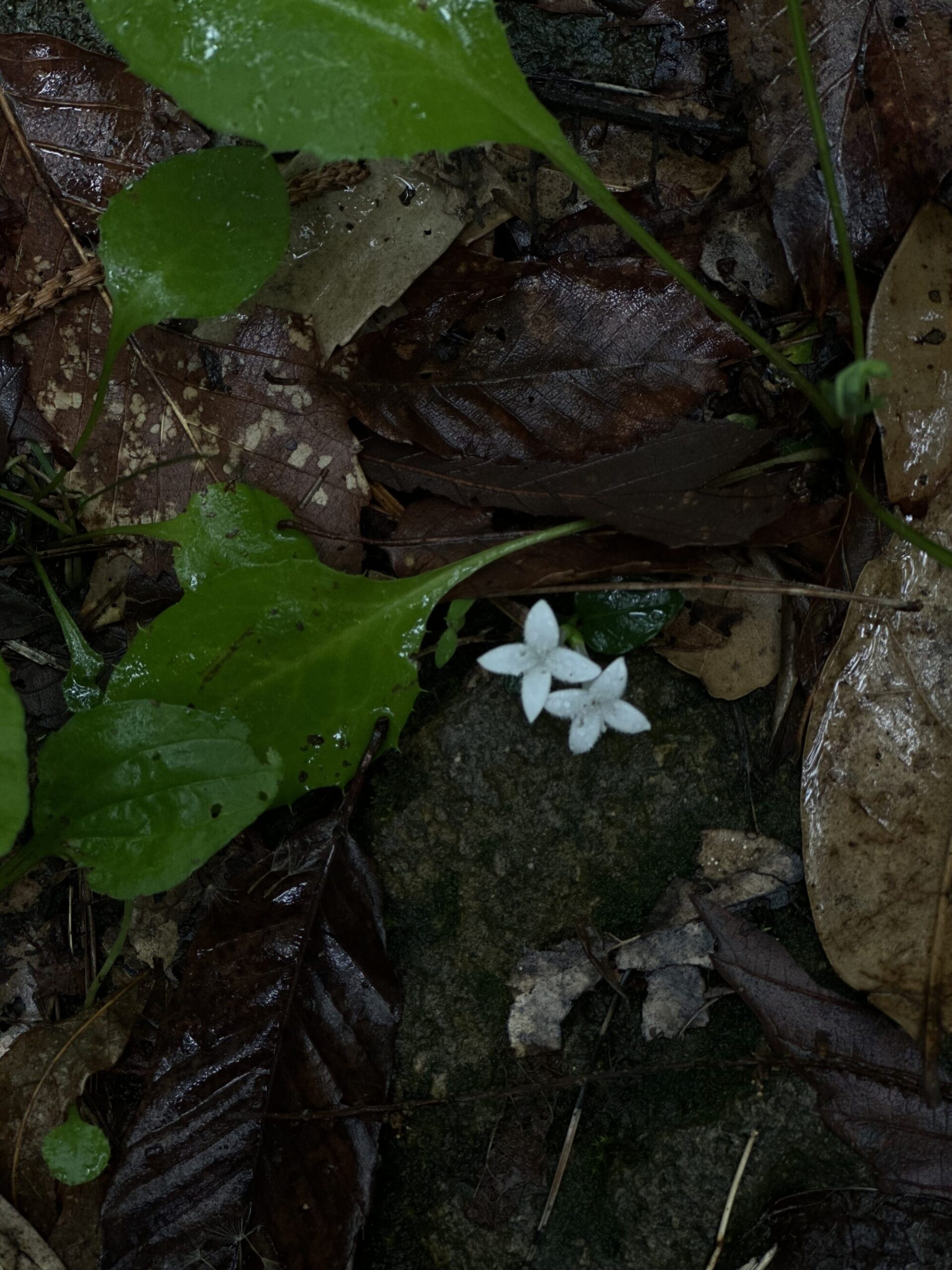 IMG 8657 scaled - 花の佐渡　本島では見られない高山植物の宝庫！