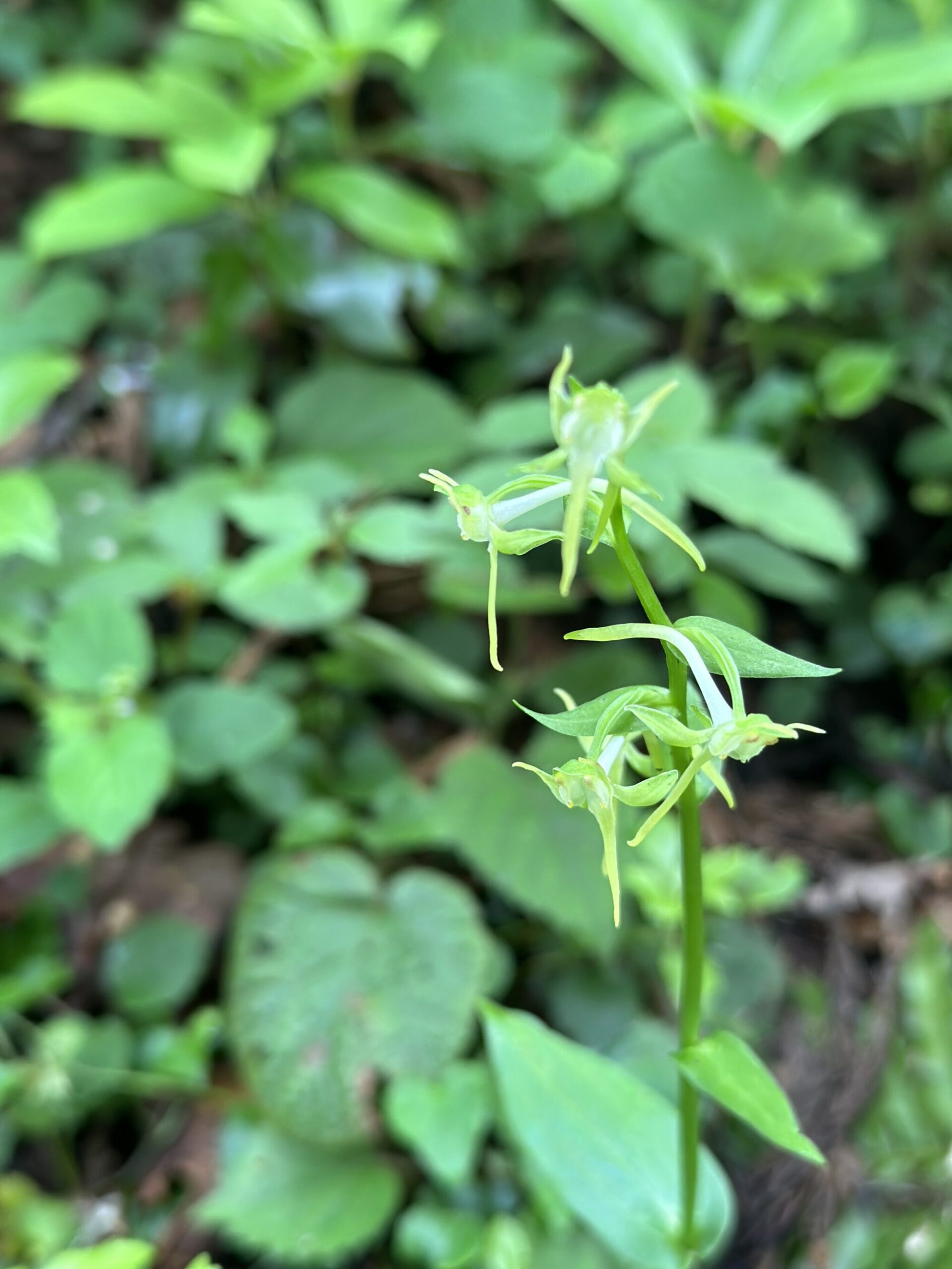 IMG 9146 scaled - 花の佐渡　本島では見られない高山植物の宝庫！