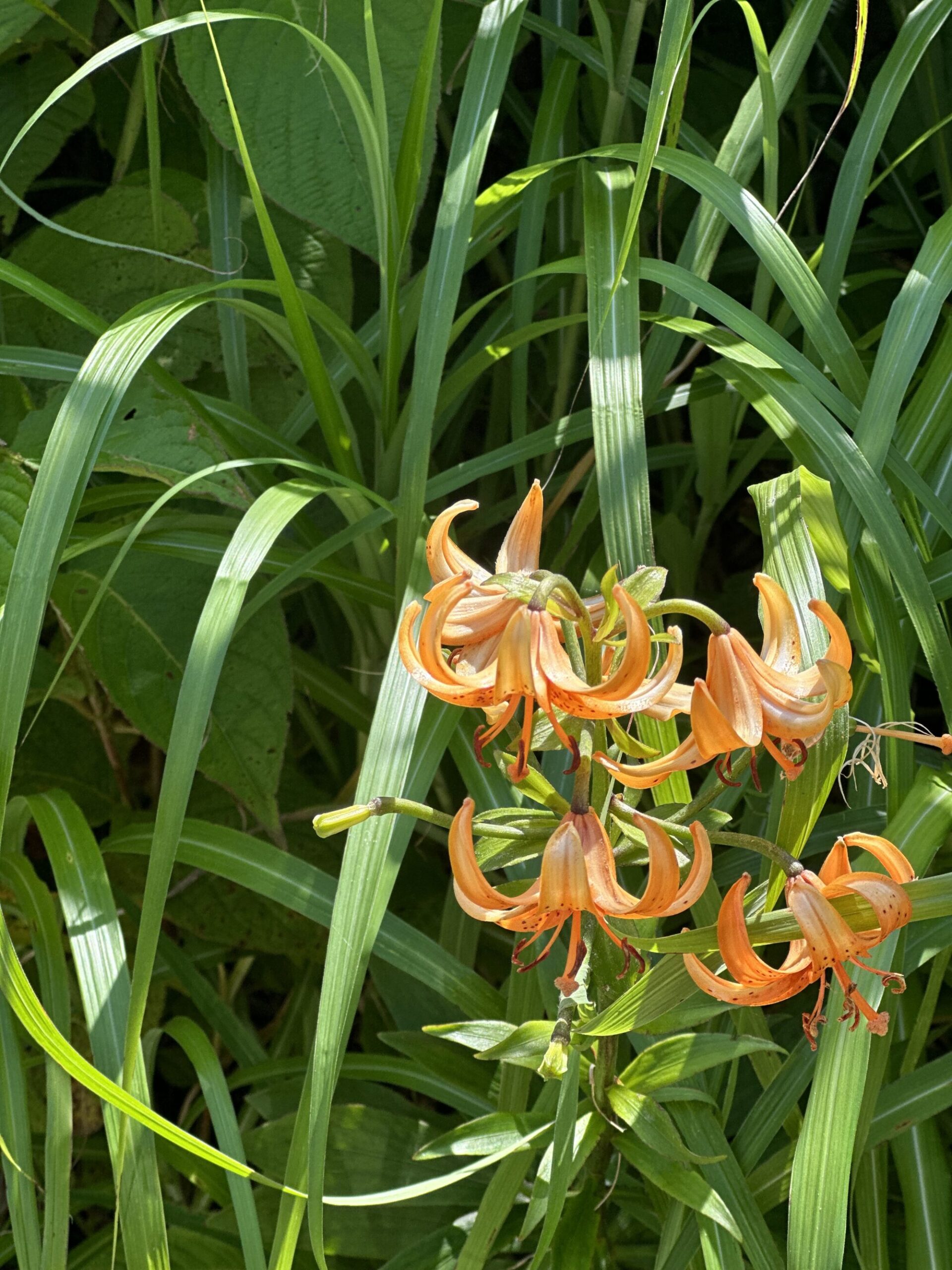 IMG 9528 scaled - 花の佐渡　本島では見られない高山植物の宝庫！