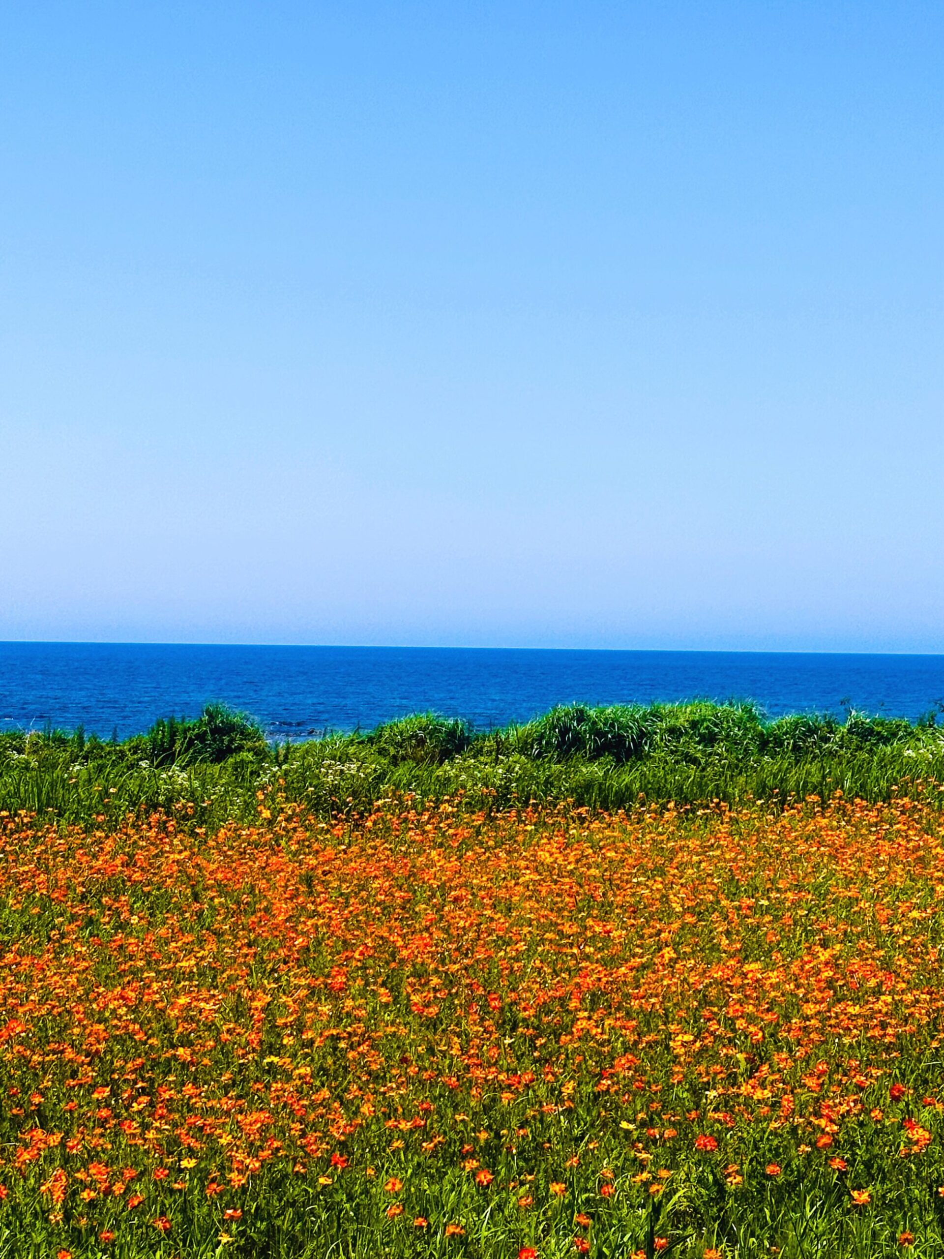 IMG E9490 scaled - 佐渡島の花めぐり