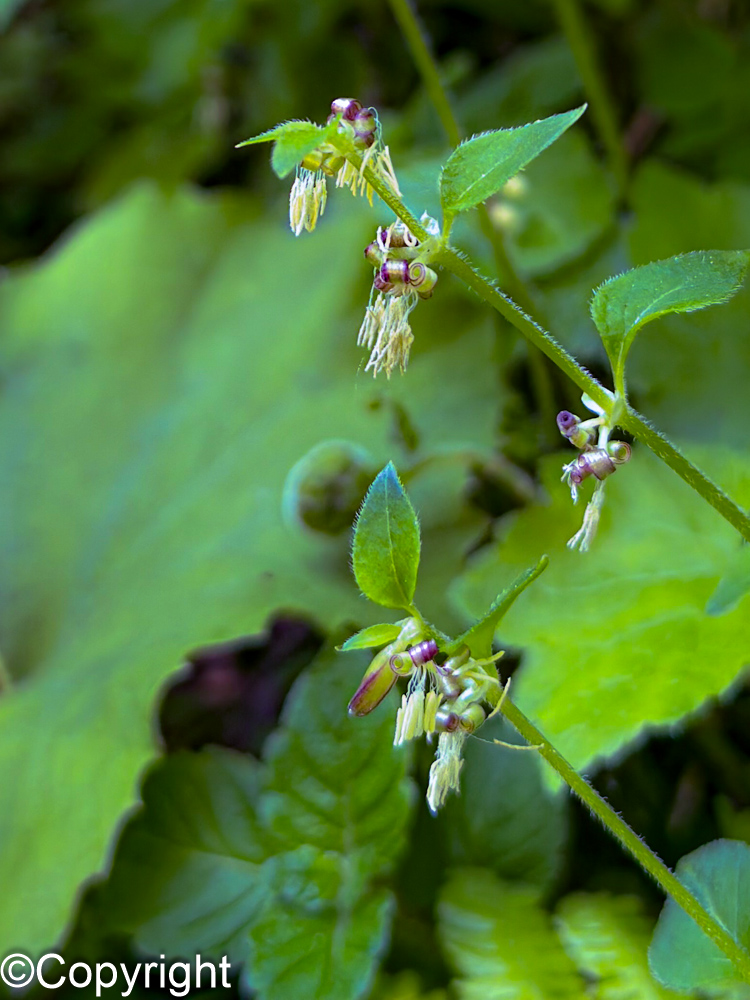 a8d9b24eabc796d303ce16ac35c4c874 - 花の佐渡　本島では見られない高山植物の宝庫！