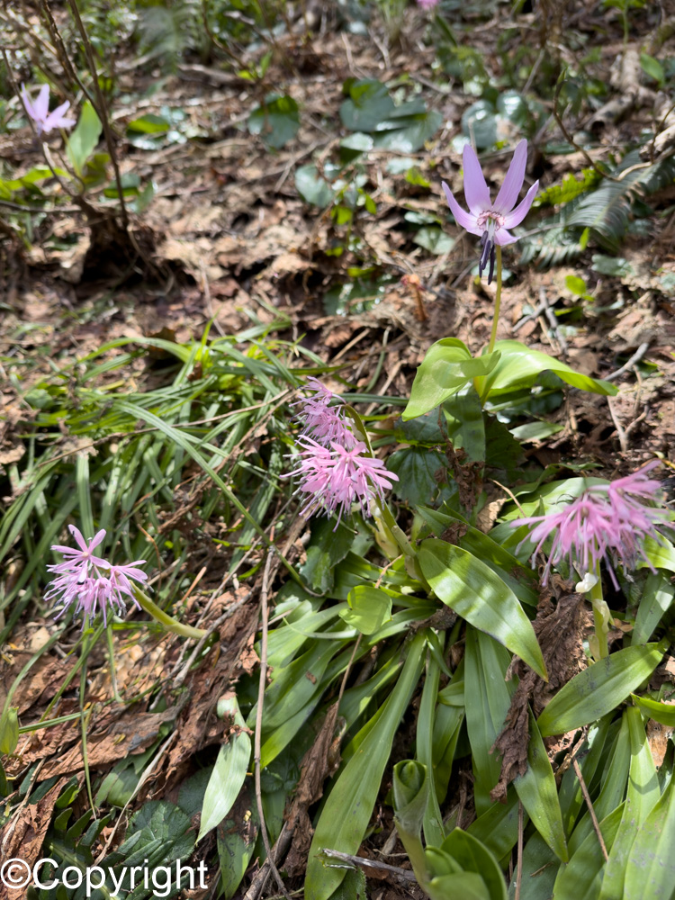 ab4017288b752a8482d02d0f2f78e85b - 花の佐渡　本島では見られない高山植物の宝庫！