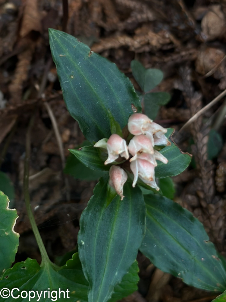 d7027eb48aeb6bf2923c17ff9f61bc69 - 花の佐渡　本島では見られない高山植物の宝庫！