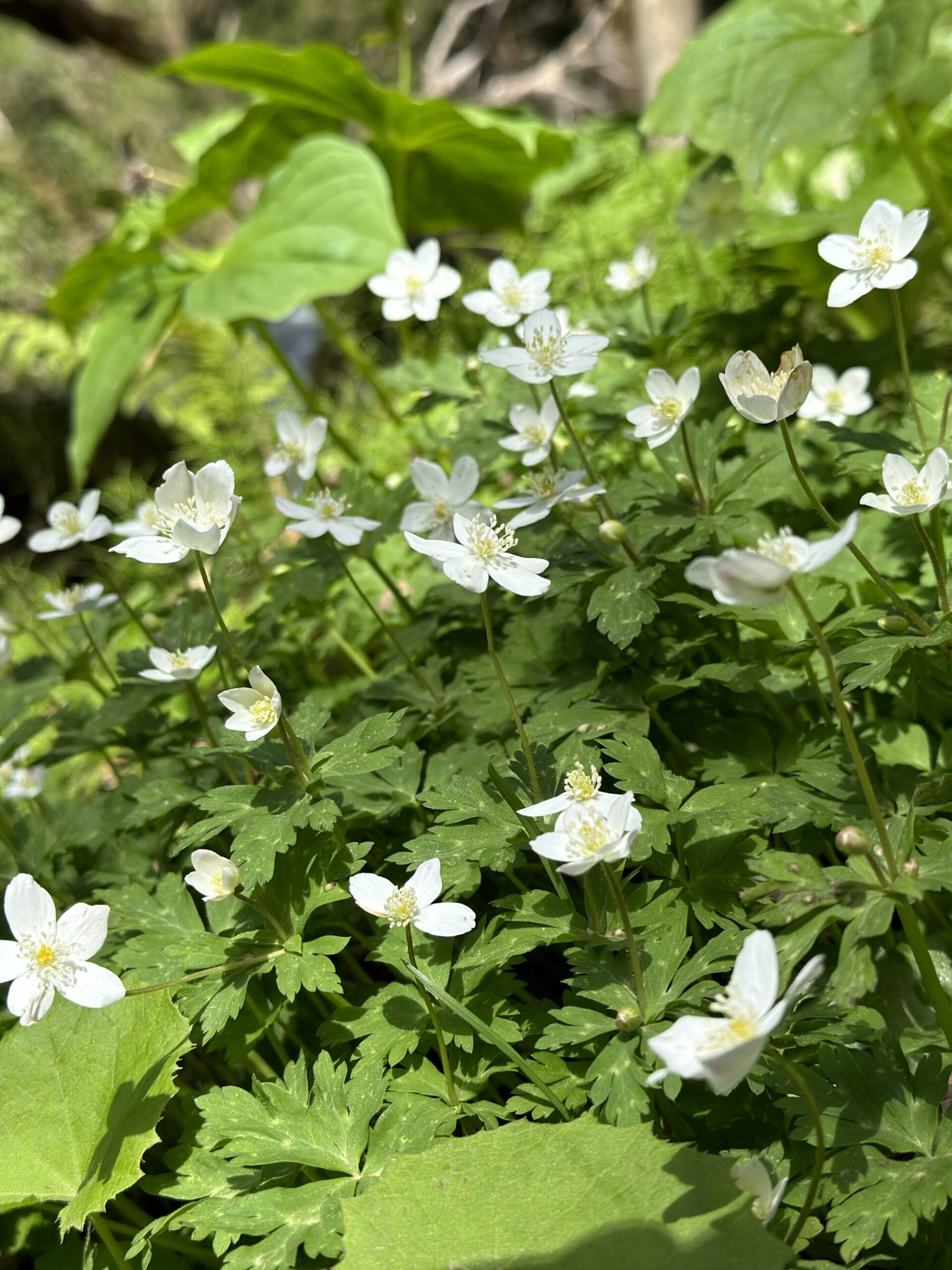 e6b5bba0a0c1505bda5af7adb3685011 scaled - 花の佐渡　本島では見られない高山植物の宝庫！