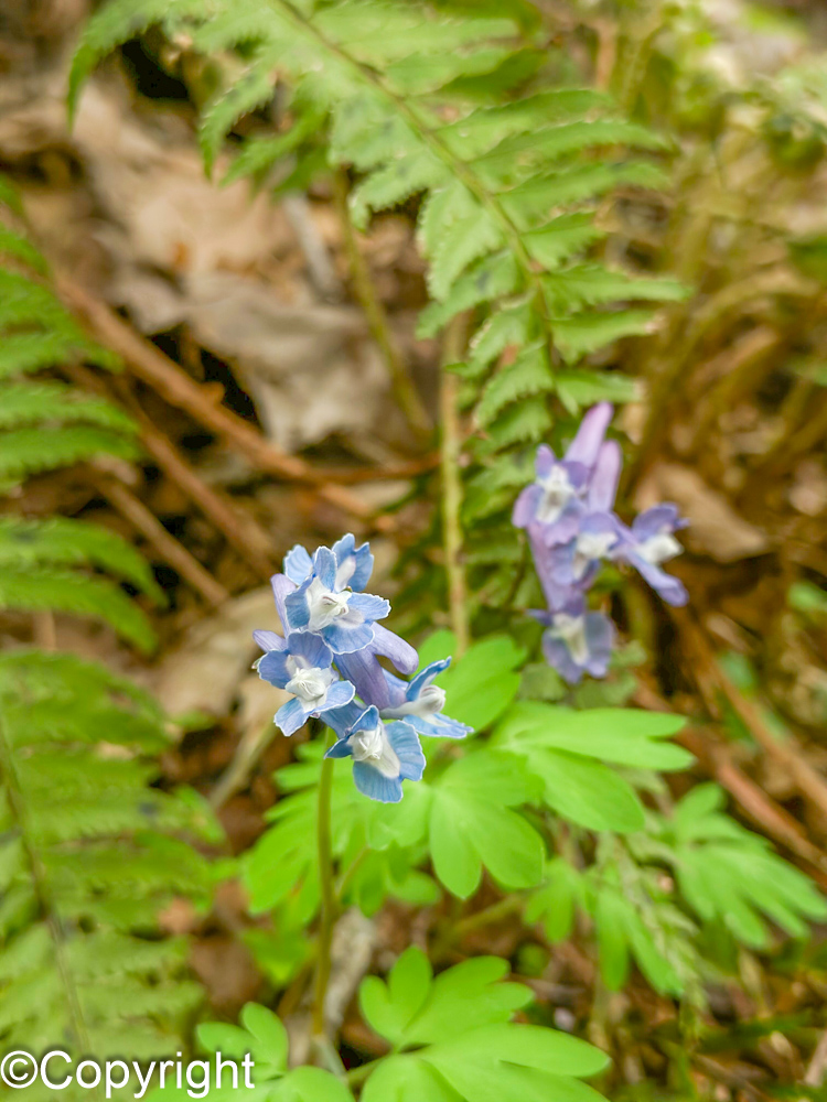 e80b481656e82abd03f10dc096de85d9 - 花の佐渡　本島では見られない高山植物の宝庫！