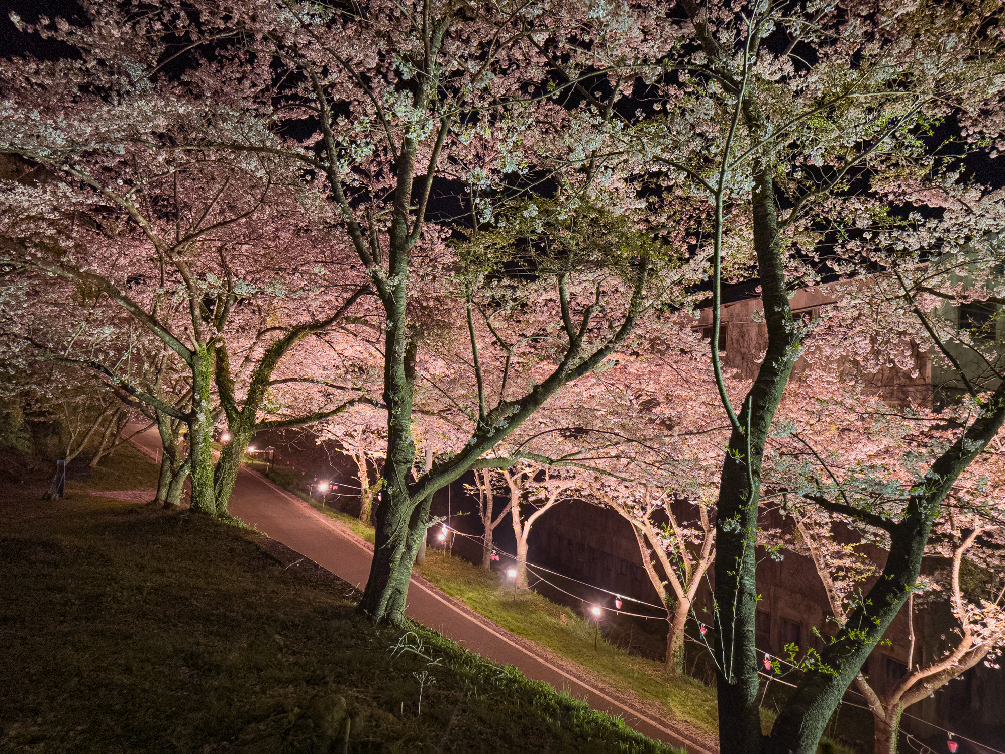 f7ef96ef82f149cccccb0555dc95619d - 佐渡島の花めぐり