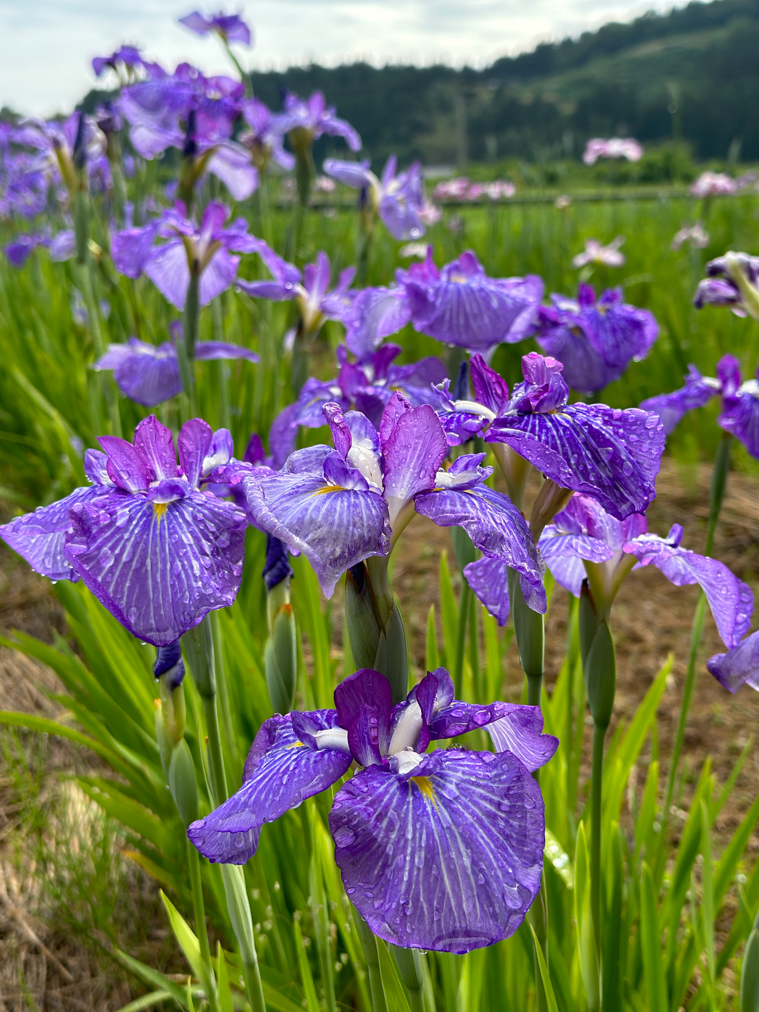 image 2 - 佐渡島の花めぐり