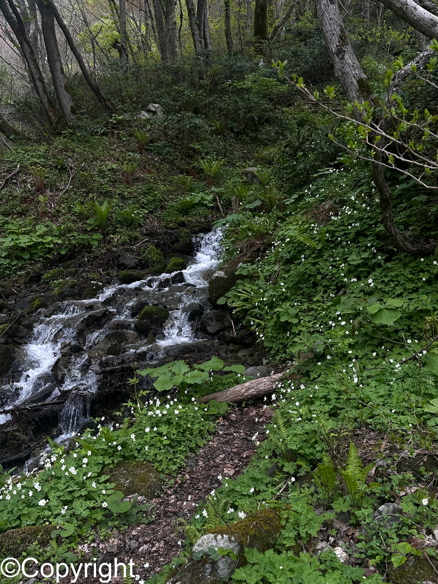 0392a7621d9309554fd1aca17af9105d - 佐渡の高山植物ハイキング アオネバ登山道、栗ヶ沢登山道