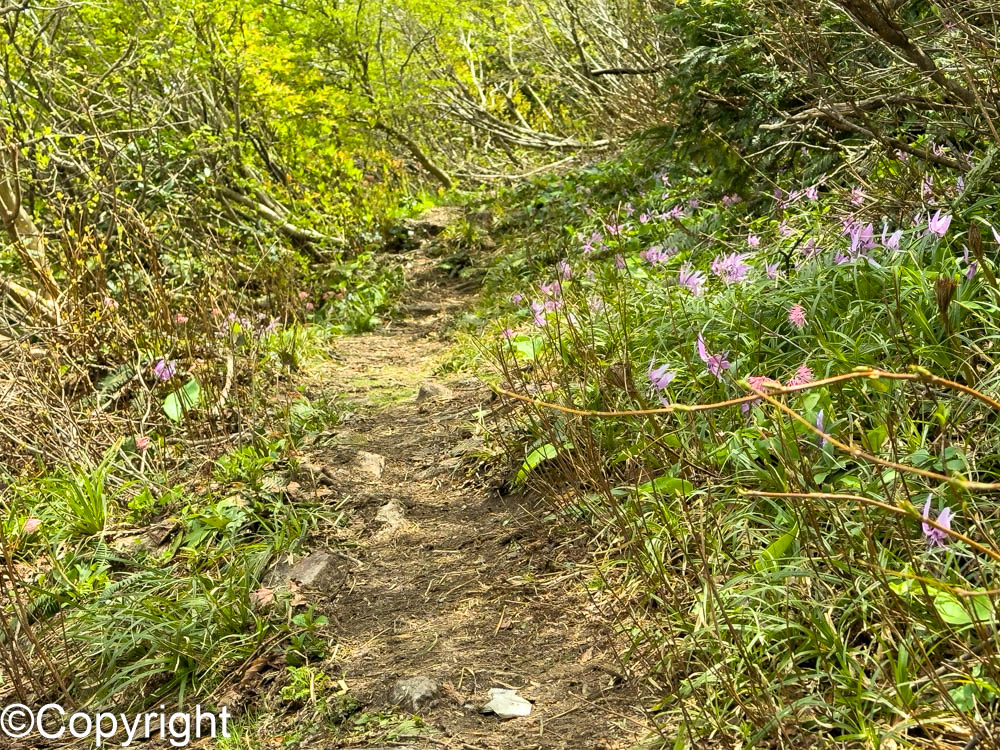 3a73d336f25d67fccd4b3893b23f16b3 - 花の佐渡島を1泊2日縦走（和木ー金剛山ードンデンーマトネー金北山）