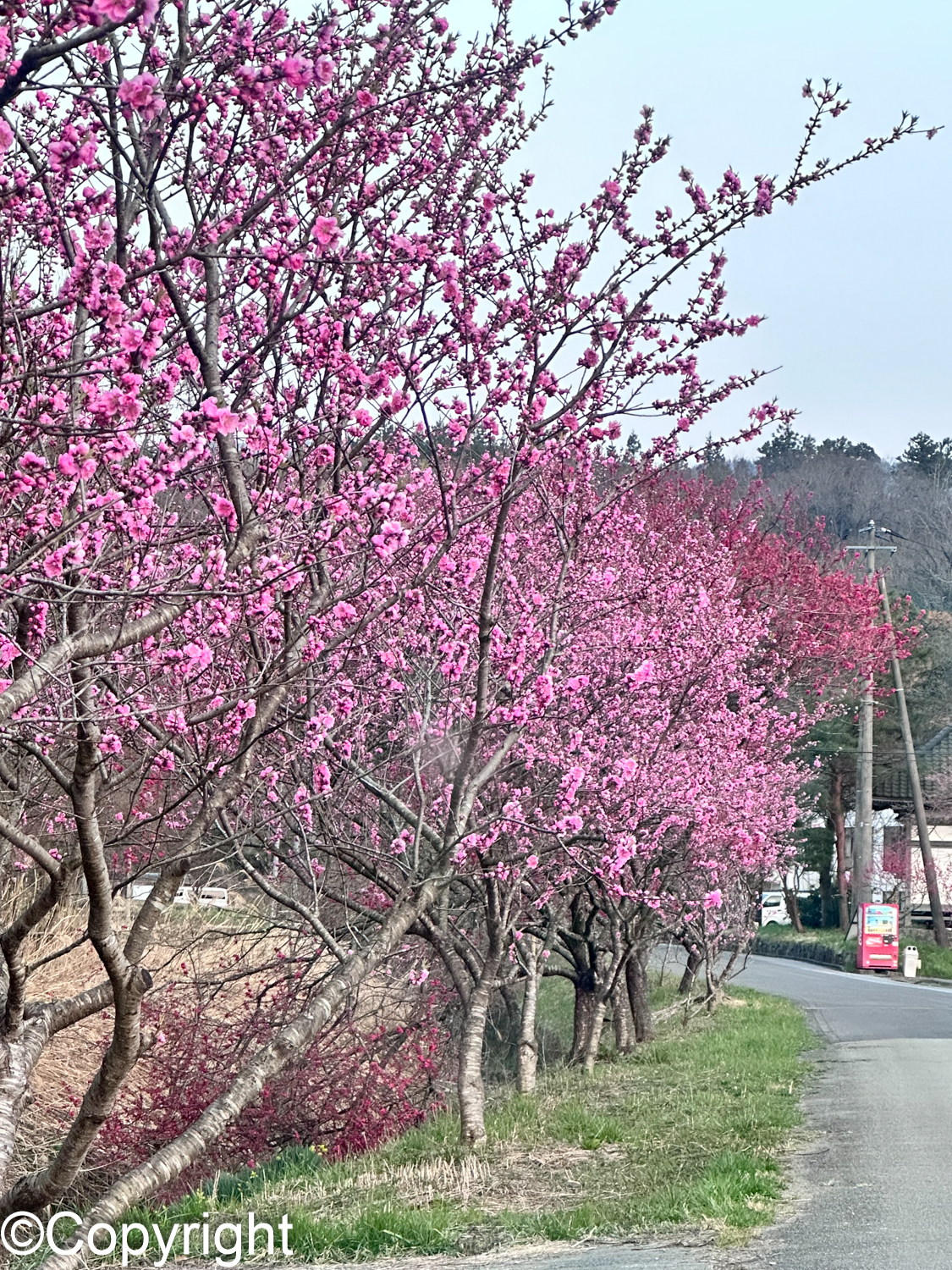 b1d495f888521dbf6ac61db6a689379b - 4月　佐渡の風景とおすすめ桜撮影スポット　