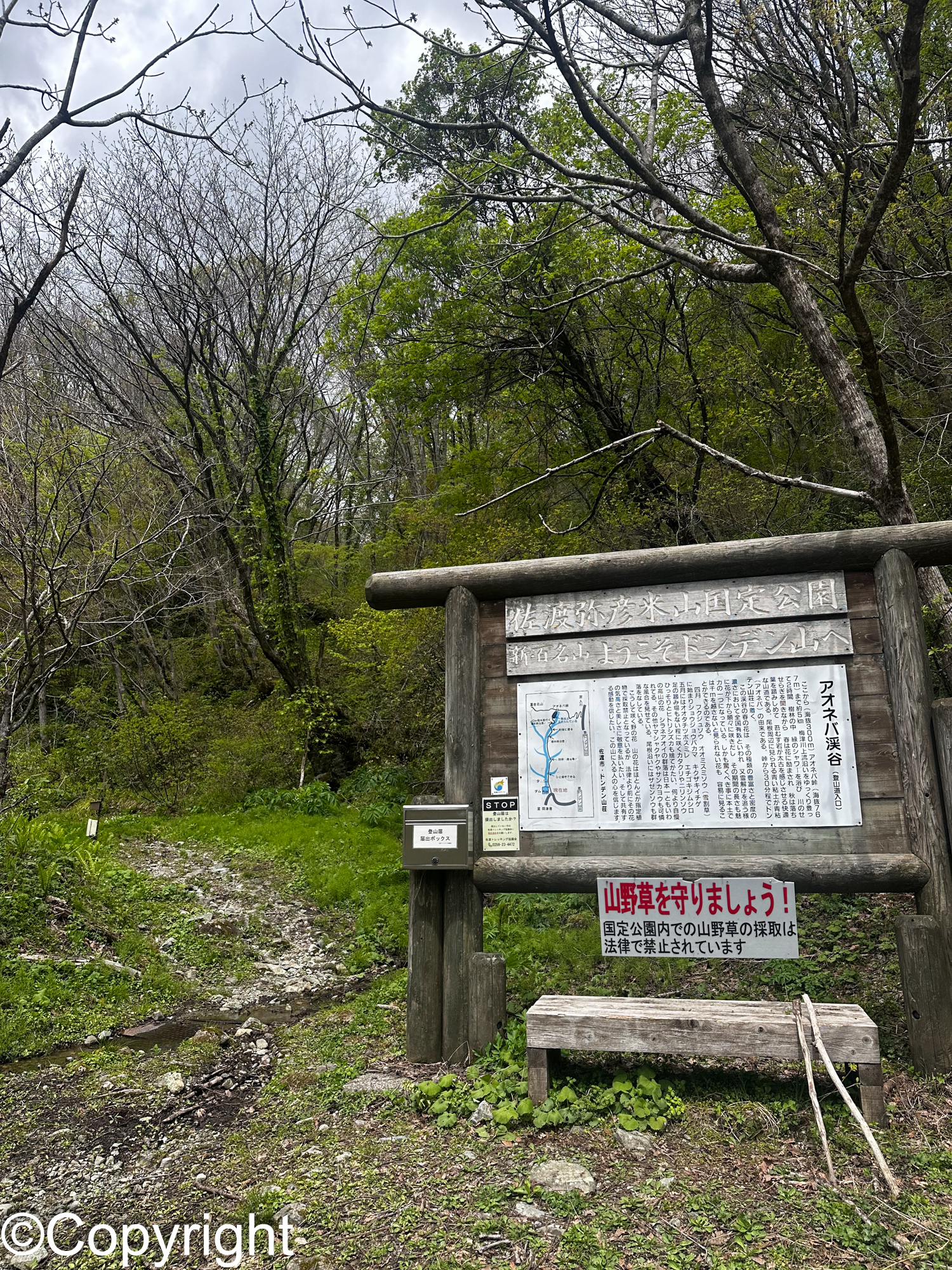 c8959d96885eb4babc56988c301133a7 - 佐渡の高山植物ハイキング アオネバ登山道、栗ヶ沢登山道