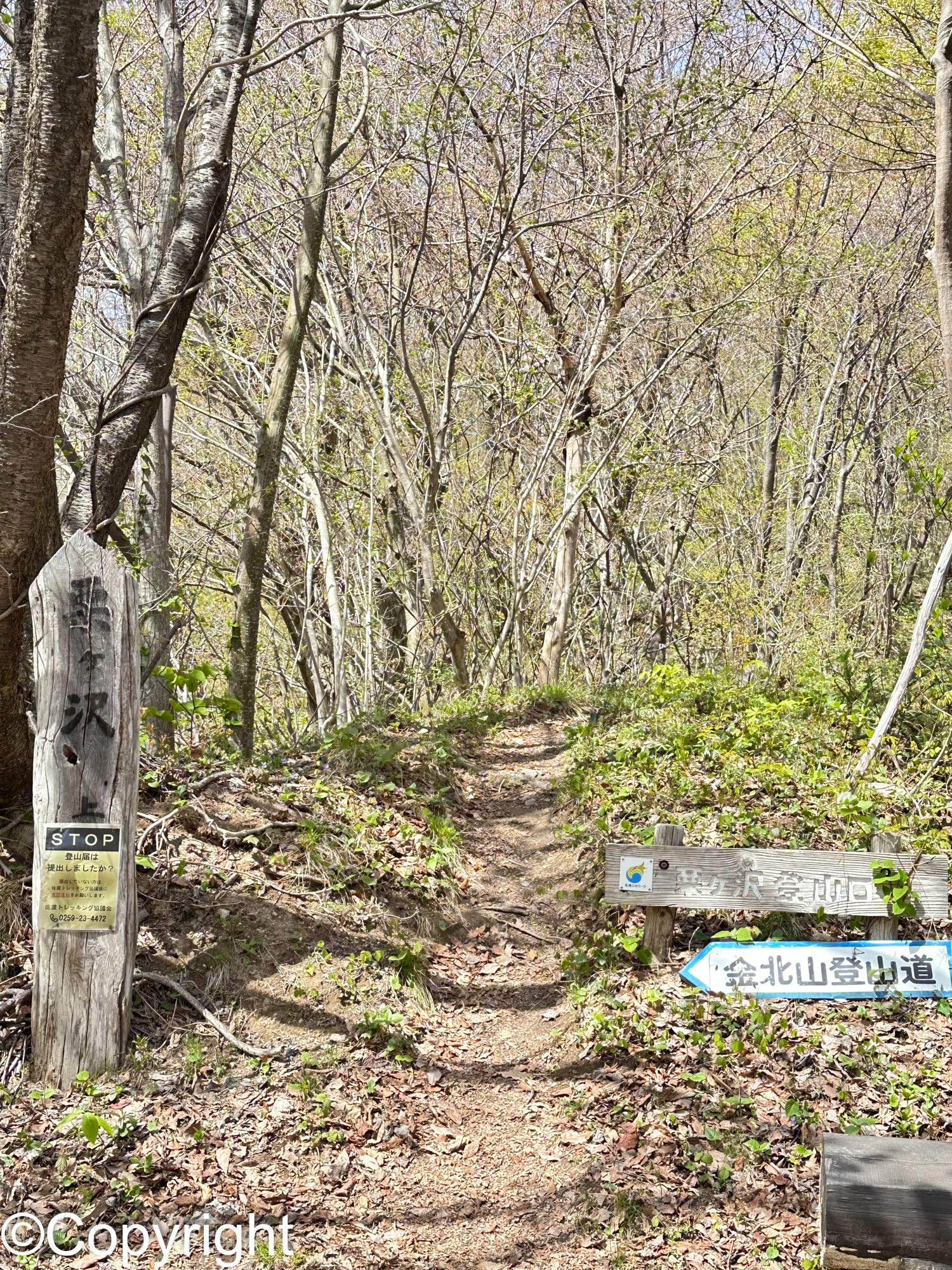 eaf0df0d1baf74f76d86fcbe37332d62 - 佐渡の高山植物ハイキング アオネバ登山道、栗ヶ沢登山道