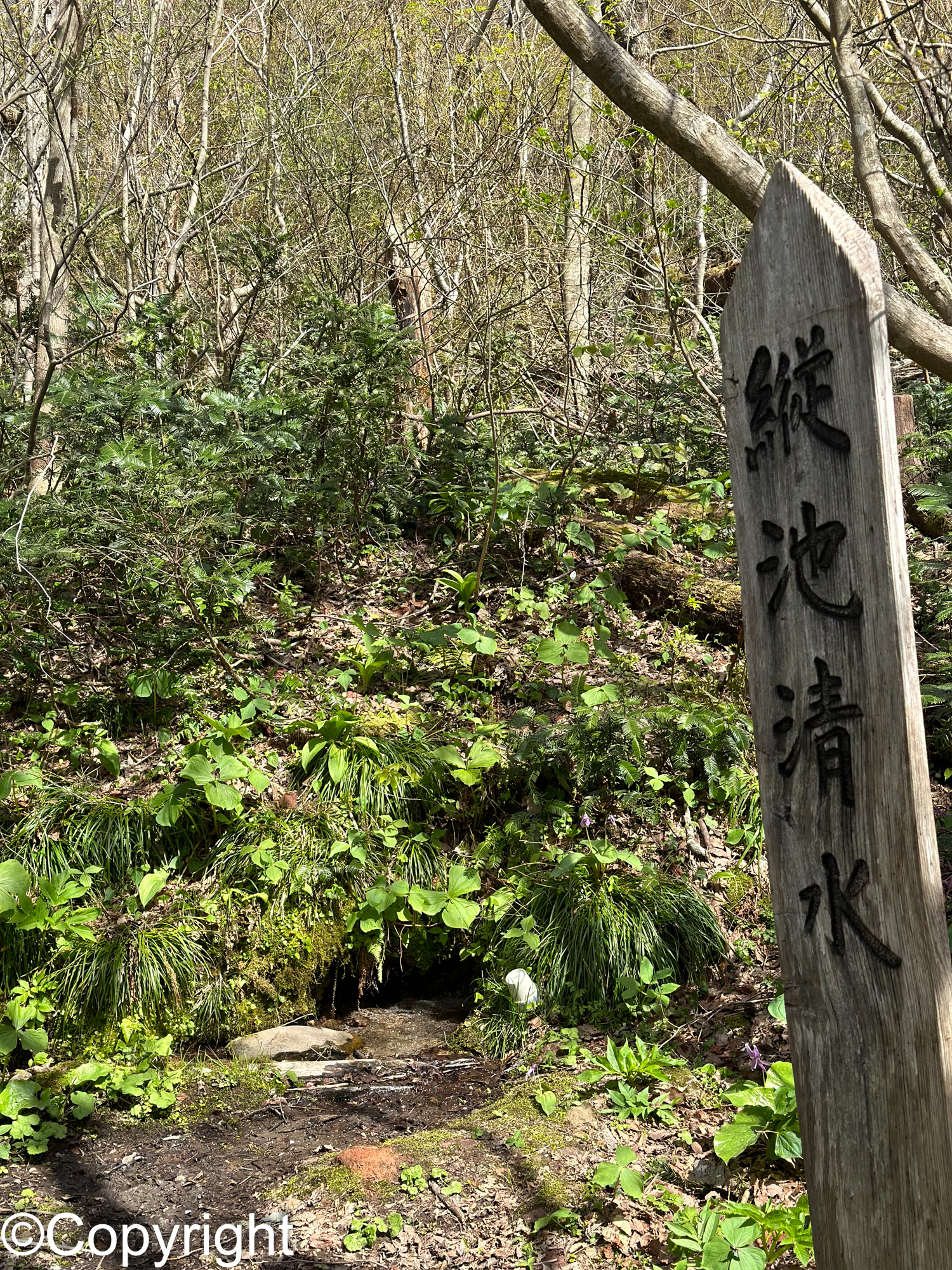 fd2b9c12fe2cd5b6581c5c3488373b6b - 佐渡の高山植物ハイキング アオネバ登山道、栗ヶ沢登山道