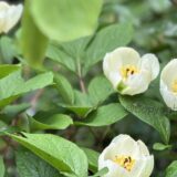 5月　佐渡の楽しみ方