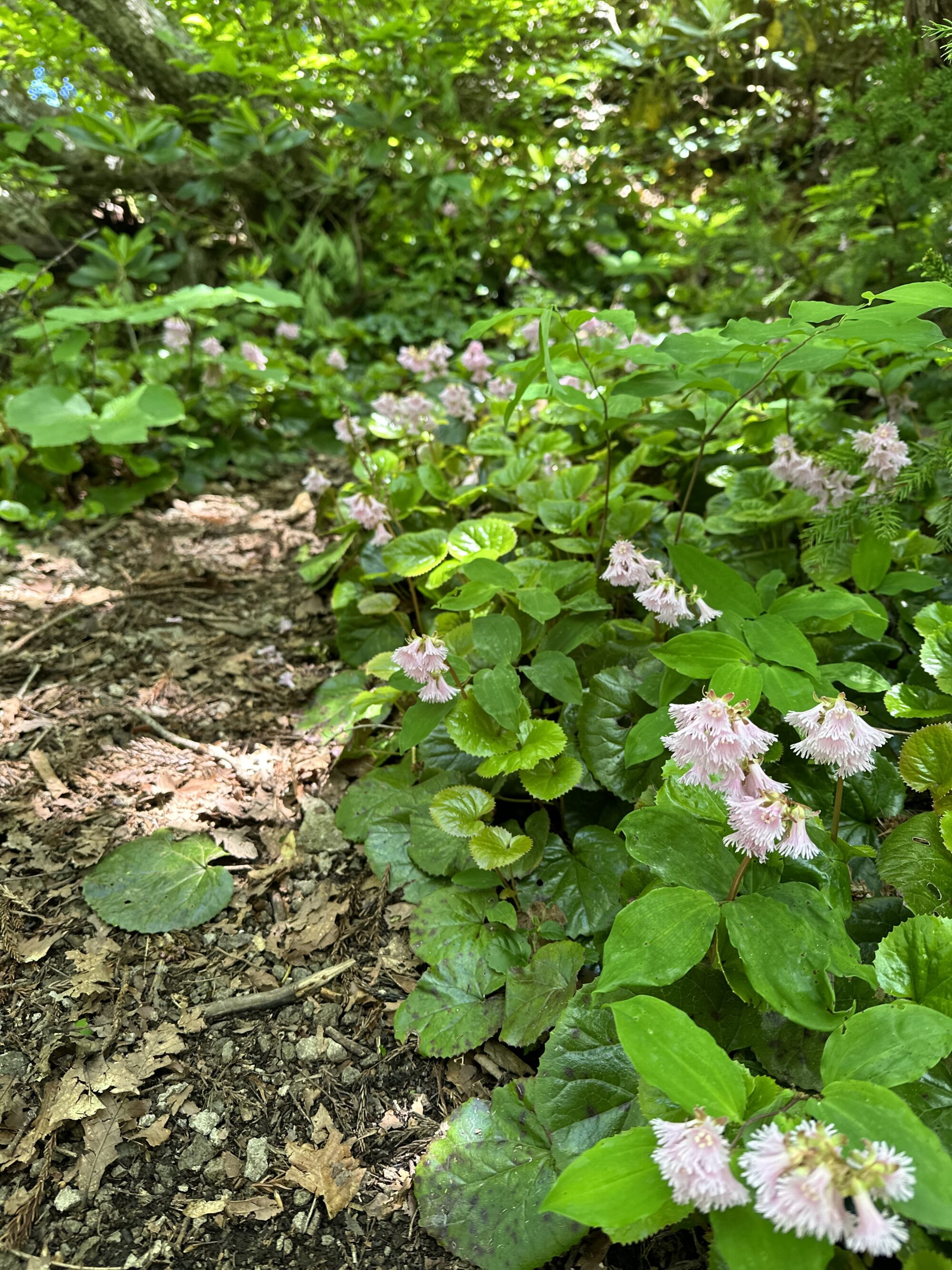 IMG 7986 - 6月 佐渡の歩き方 IMG 7986 - 6月 佐渡の歩き方